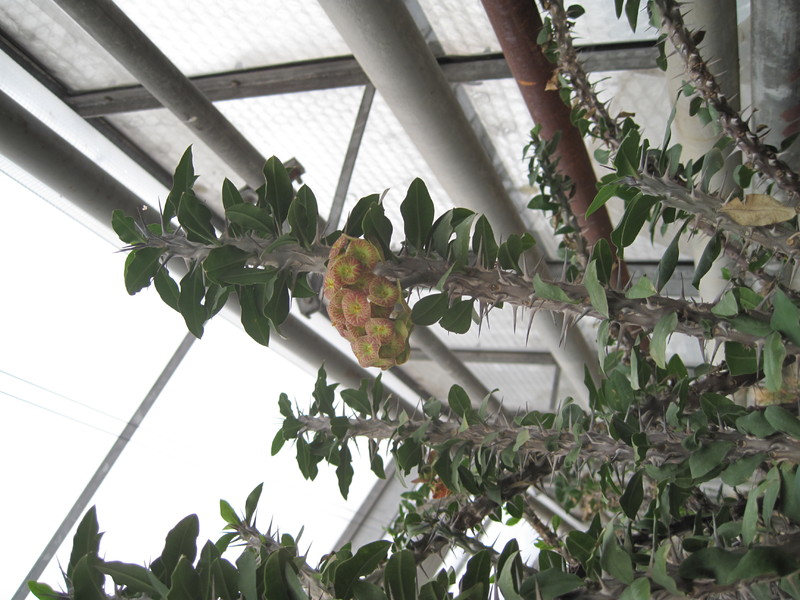 euphorbia bevilaniensis 3912