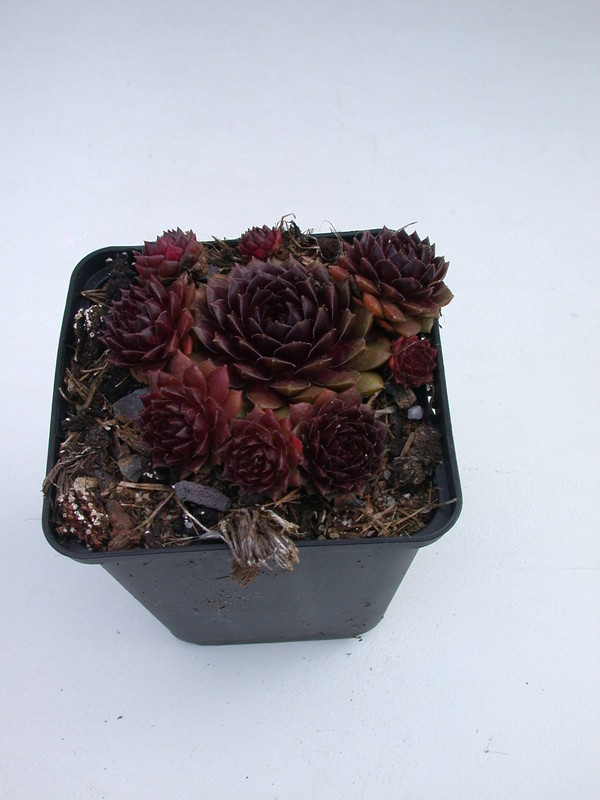sempervivum fritz koehlein 5717