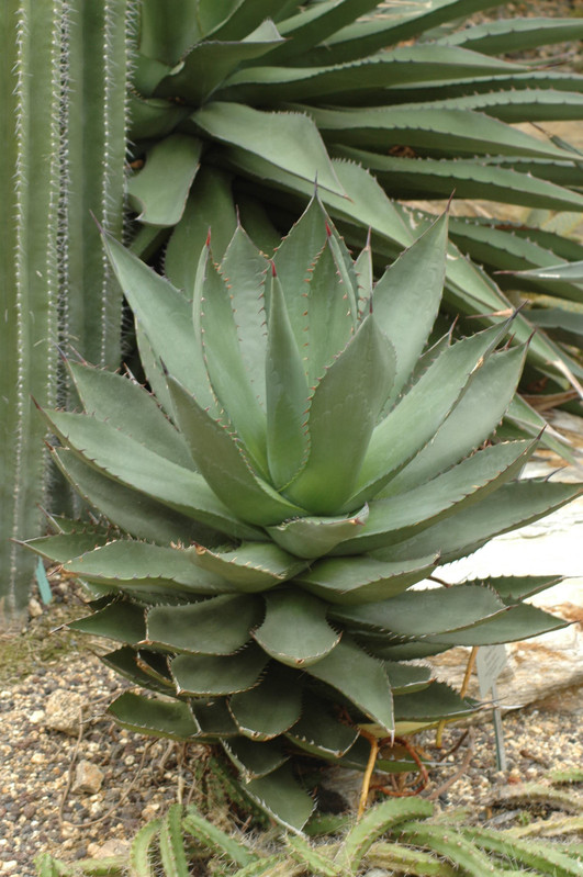 agave shawii 05