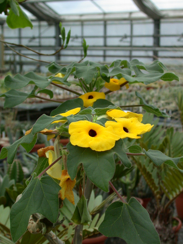 uncarina grandidierii 01