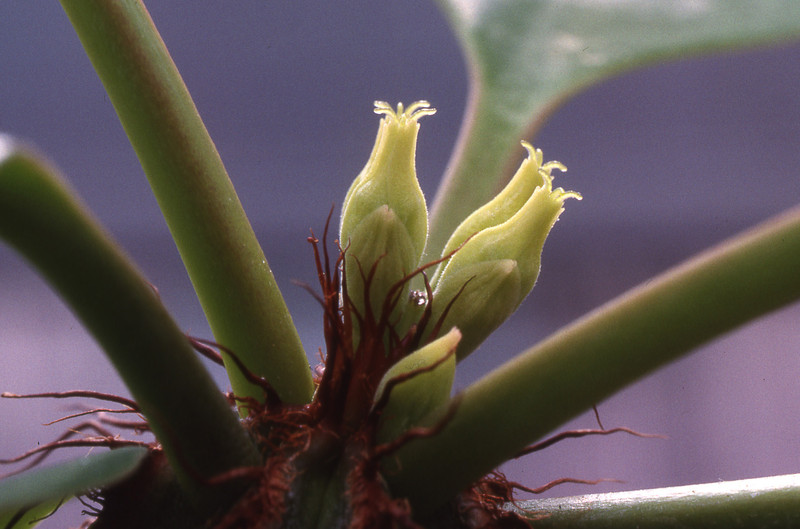 euphorbia cap manombatoensis