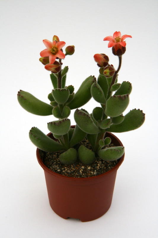 cotyledon adysmithiensis großer loewe 6624