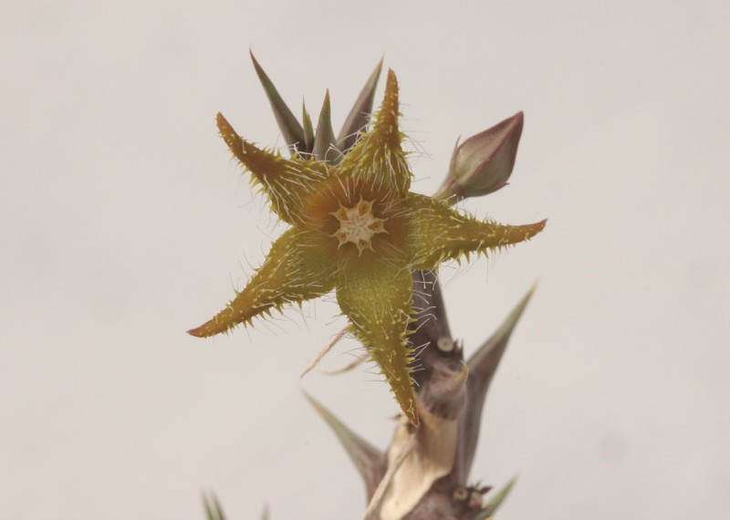 orbea dummeri d881 02