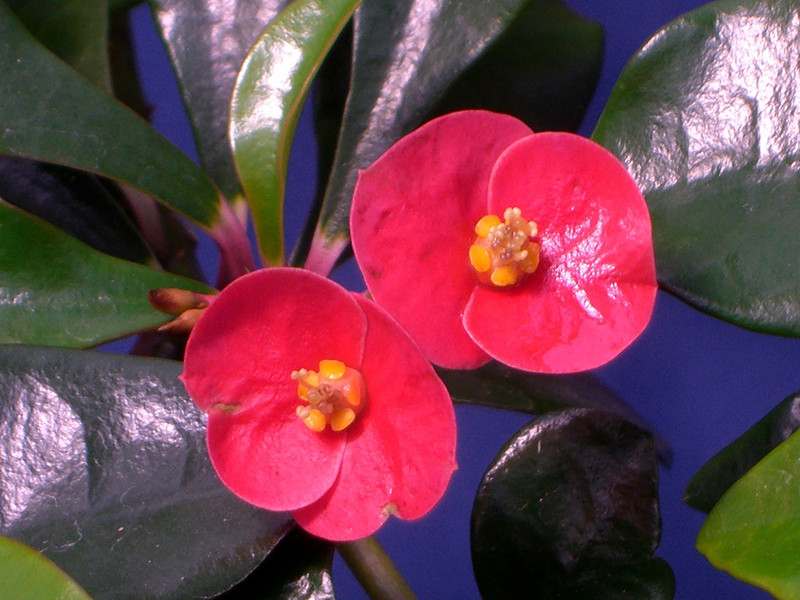 euphorbia geroldii 0854