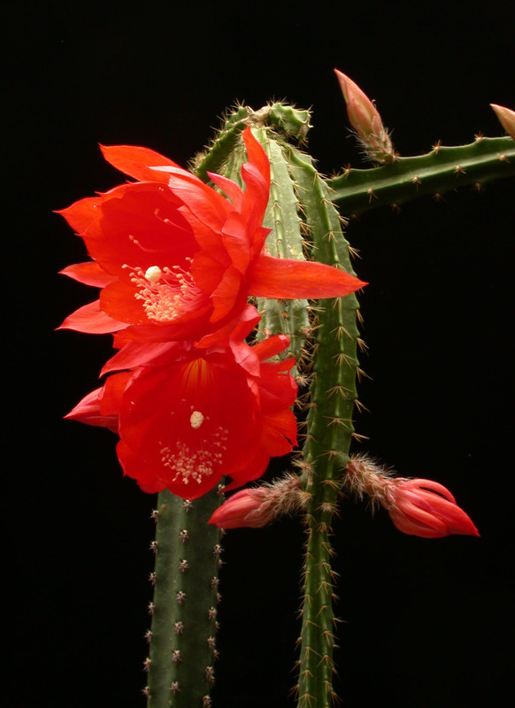 aporocactus goldi paetz 02