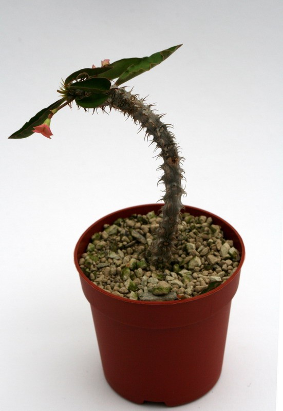 euphorbia cv wavy 6948 sm