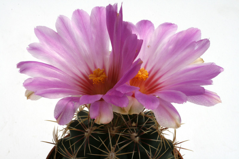 thelocactus bicolor sb563 0254