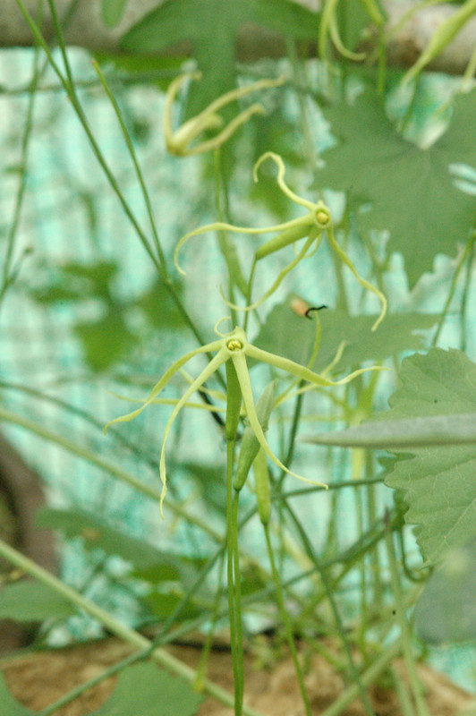 trochomeria macrocarpa 08