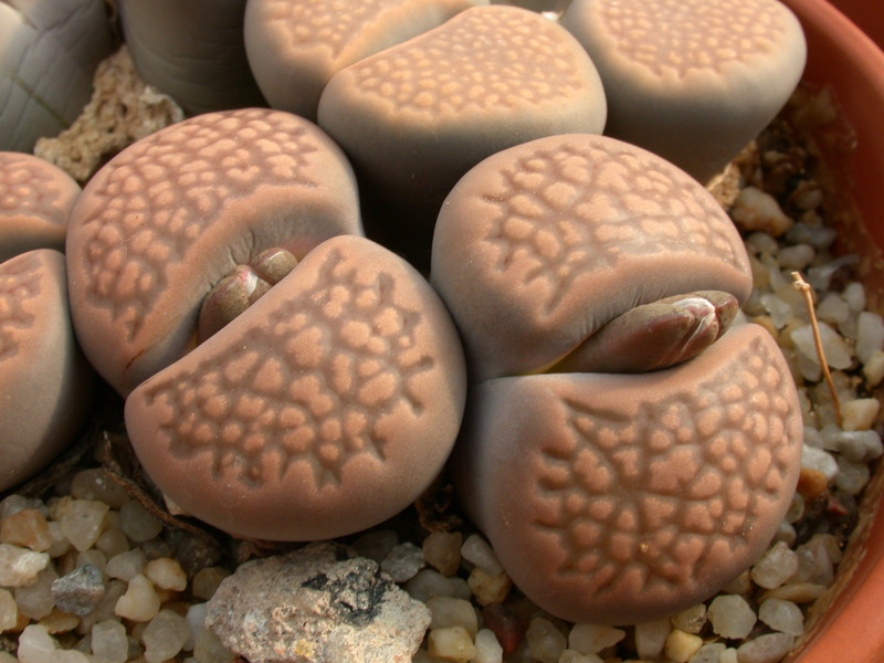 lithops hallii braun c136 03