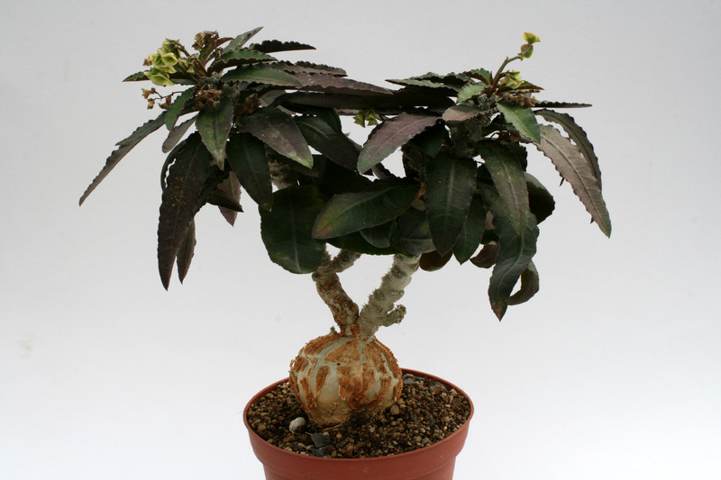 euphorbia suzannae marnierae 7263