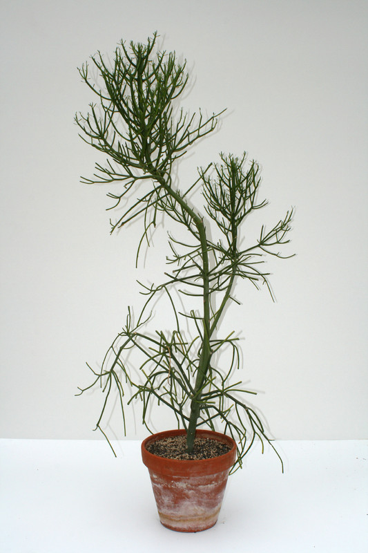 euphorbia tirucall 3663