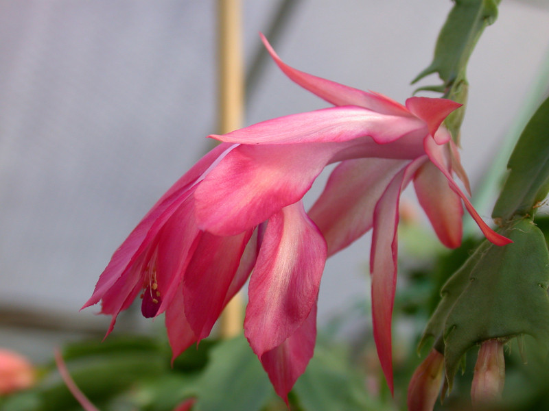 schlumbergera coral cascade 05