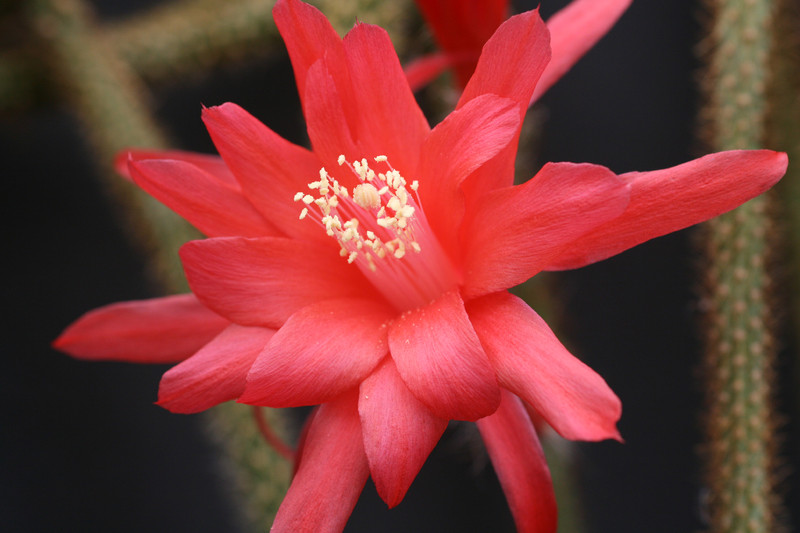 aporocactus heideroeschen 0197