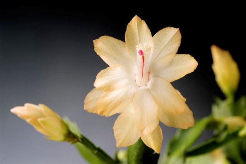 schlumbergera sol brazil