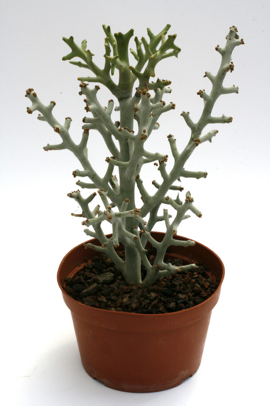 euphorbia ctenoclada 0597