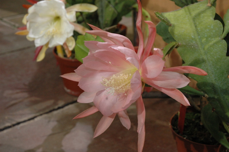 eh lotus 7561 9334