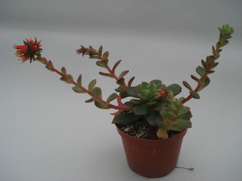 echeveria multicaulis 8395