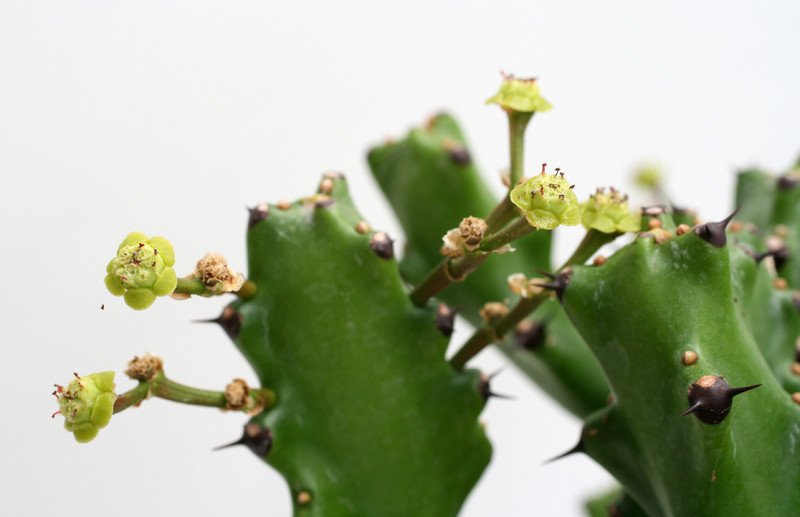 euphorbia mayuranathanii 3487