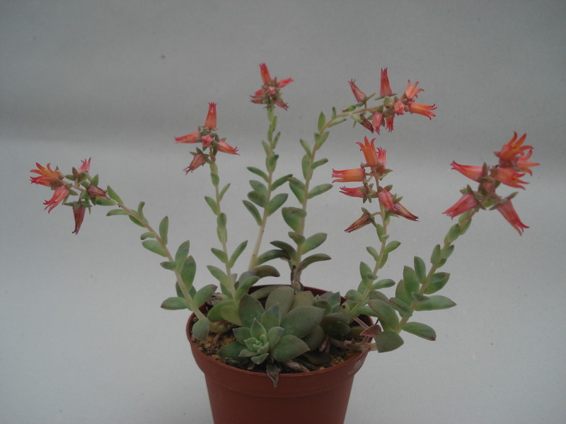 echeveria carnicolor 8375