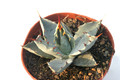 agave wocomahi chi 8539