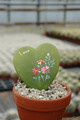 hoya kerrii 1421