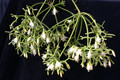 rhipsalis ceruscula 9104