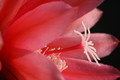 eh flamingo 6531 0763