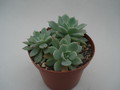 echeveria secunda glauca 8368