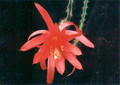 aporocactus carolina 2