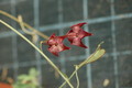 hoya macgillivrayi 712