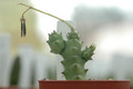 caralluma sp aff arachnoidea specks20672 03