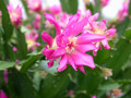 schlumbergera star burst 02