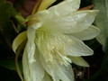 eh judy c 7257 320