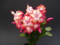 schlumbergera samba brazil 1628