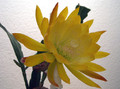epicactus french gold 03