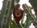 stapelia maculosoides 2