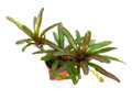 neoregelia fireball 01