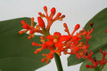 jatropha podagrica 0462