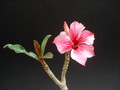 adenium thank mom 04