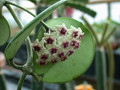 hoya obovata hort 2