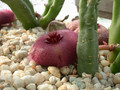 stapelia obducta cockscomb peak e cape03