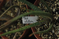 aloe albiflora 04
