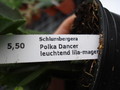 schlumbergera polka dancer 1619