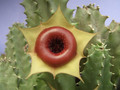 huernia unsigniflora 1782