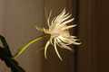 epiphyllum pumilum phasen 2295