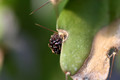 lepismium myagawe 0386