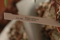 brachystelma tuberosum 1417