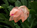 schlumbergera christmas fantasie 09