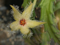 stapelia glanduliflora clanwilliam 06