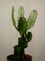 euphorbia vajravelui 7658